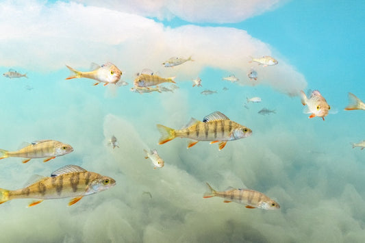 School of perch swimming in a lake full of blooming algae. It looks like perch are flying in a sky.