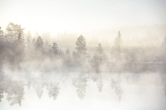 Forest pond reflecting trees, early morning light glistens, tranquil scene.